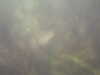 20100709150019-PICT0027.JPG
