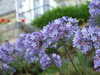 20100711143254-DSCF6074.JPG