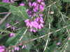 20100711155041-DSCF6079.JPG