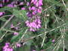 20100711155044-DSCF6080.JPG