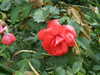 20100712153553-DSCF6115.JPG