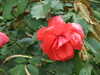20100712153558-DSCF6116.JPG