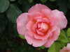 20100712153612-DSCF6117.JPG