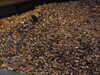 20100713223836-DSCF6123.JPG