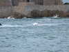 20100714213632-DSCF6218.JPG