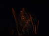20100714232102-DSCF6336.JPG