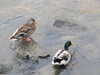 20100915072002-IMG_2047.JPG