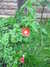 2010-10-09:poppyingarden
