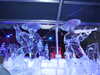 20101205225930-DSCF6783.JPG