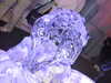 20101205231224-DSCF6820.JPG
