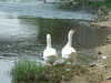 20110423150651-DSCF6901.JPG