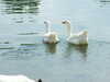 20110423150750-DSCF6904.JPG