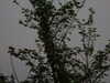 20110425184744-DSCF7061.JPG