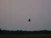 20110425185245-DSCF7067.JPG