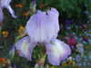 2011-04-26:Cheverny

