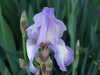 20110426103640-DSCF7070.JPG
