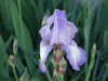 20110426103644-DSCF7071.JPG