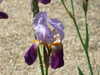 20110426112401-DSCF7114.JPG