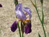 20110426112405-DSCF7115.JPG