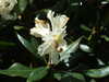 20110426115028-DSCF7126.JPG
