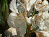 20110426115056-DSCF7128.JPG