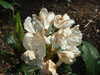20110426115100-DSCF7129.JPG