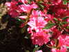 20110426115148-DSCF7130.JPG