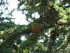 20110426115523-DSCF7137.JPG