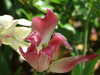 20110426120350-DSCF7147.JPG
