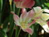 20110426120400-DSCF7148.JPG