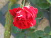 20110426123650-DSCF7174.JPG