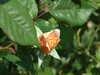 20110426125041-DSCF7187.JPG