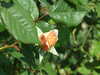 20110426125045-DSCF7188.JPG
