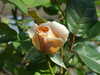 20110426125104-DSCF7189.JPG