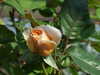 20110426125121-DSCF7190.JPG