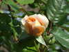 20110426125126-DSCF7191.JPG