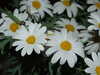 20110427105142-DSCF7219.JPG