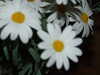 20110427105201-DSCF7220.JPG