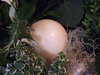 20110427112327-DSCF7235.JPG