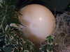 20110427112331-DSCF7236.JPG