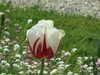 20110427113554-DSCF7240.JPG