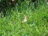 20110427113841-DSCF7243.JPG