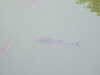 20110427114116-DSCF7250.JPG