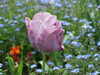 20110427122109-DSCF7267.JPG