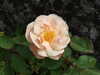 20110427122522-DSCF7270.JPG