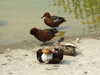 20110427123420-DSCF7275.JPG