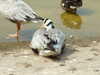 20110427123439-DSCF7276.JPG