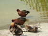 20110427123445-DSCF7277.JPG