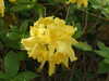 20110427124404-DSCF7283.JPG