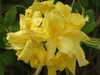 20110427124411-DSCF7284.JPG